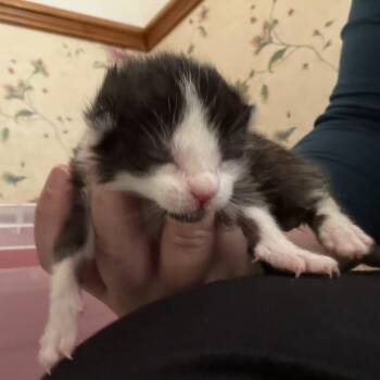 Twig -  Domestic Short Hair Cat for Adoption in Lynchburg, Virginia - Twig | PetCurious