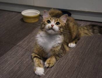 Tawny -  Domestic Medium Hair Cat Available for Adoption in Wakefield, Quebec - Tawny | PetCurious