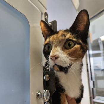 Sasha -  Domestic Short Hair Cat for Adoption in Ridgely, Maryland - Sasha | PetCurious