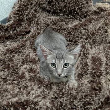 Mabel -  Domestic Short Hair Cat for Adoption in Chico, California - Mabel | PetCurious