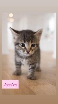 Domestic Short Hair Cats Available for Adoption - Jocelyn  | PetCurious