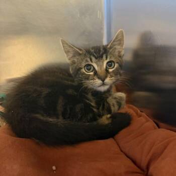 Juniper -  Domestic Short Hair Cat for Adoption in Dublin, California - Juniper | PetCurious