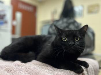 Domestic Short Hair Cats Available for Adoption - BREAD PUDDING | PetCurious