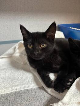Blueberry Muffin -  Domestic Short Hair Cat for Adoption in Liverpool, New York - Blueberry Muffin | PetCurious