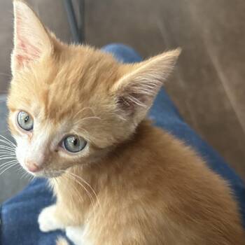 Tangerine -  Domestic Short Hair Cat for Adoption in Prosper, Texas - Tangerine | PetCurious