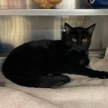 Domestic Short Hair Cats Available for Adoption - Purple | PetCurious