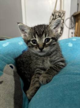 Rhubarb -  Domestic Short Hair Cat for Adoption in Oak Park, Michigan - Rhubarb | PetCurious