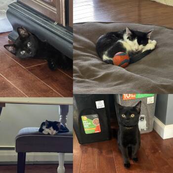 Sylvester & Tweety -  Domestic Short Hair Cat for Adoption in Honeoye, New York - Sylvester & Tweety | PetCurious