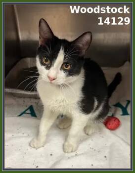 Rescue Domestic Short Hair Cats for Adoption in Marietta, Georgia - WOODSTOCK (see Also SNOOPY) | PetCurious