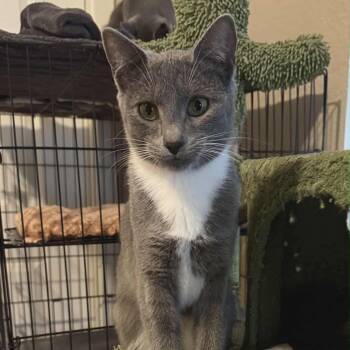 Tuxedo and Domestic Short Hair Cats Available for Adoption - Ash- Tuxedo Litter | PetCurious