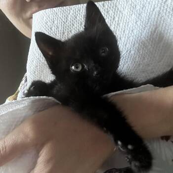 Cardi B (fka Cardboard Box) -  Domestic Medium Hair Cat for Adoption in New York, New York - Cardi B (fka Cardboard Box) | PetCurious