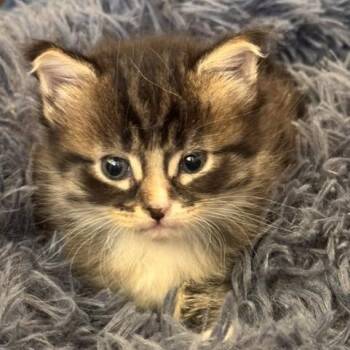 Domestic Short Hair Cats Available for Adoption in Phoenix, Arizona - Margaret | PetCurious