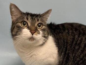 Georgia -  Domestic Short Hair Cat for Adoption in Woodbury, Minnesota - Georgia | PetCurious