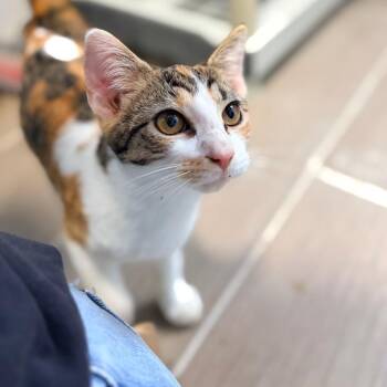 Fern -  Domestic Short Hair Cat for Adoption in Aldie, Virginia - Fern | PetCurious