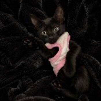 Miny -  Domestic Short Hair Cat for Adoption in West Palm Beach, Florida - Miny | PetCurious
