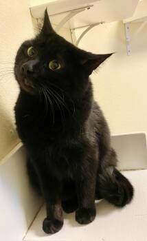 Domestic Short Hair Cats Available for Adoption in Fargo, North Dakota - Ketchup | PetCurious