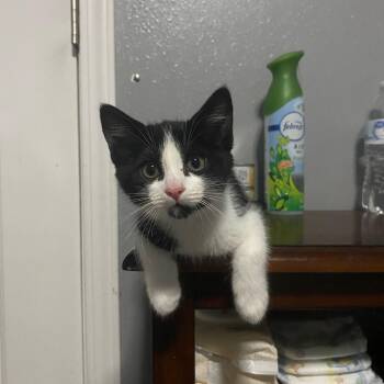 Ashley -  American Shorthair Cat for Adoption in Ephrata, Washington - Ashley | PetCurious