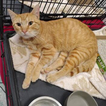 Stepper -  Domestic Short Hair Cat for Adoption in Coos Bay, Oregon - Stepper | PetCurious