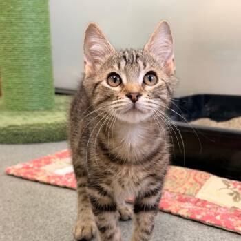 Domestic Short Hair Cats Available for Adoption - Kristoff | PetCurious