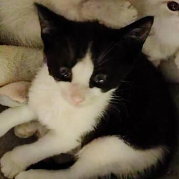Snocap -  Domestic Short Hair Cat for Adoption in Titusville, Florida - Snocap | PetCurious