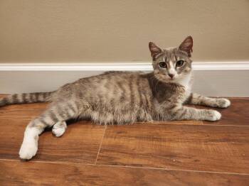 Selene -  Domestic Short Hair Cat for Adoption in Raleigh, North Carolina - Selene | PetCurious