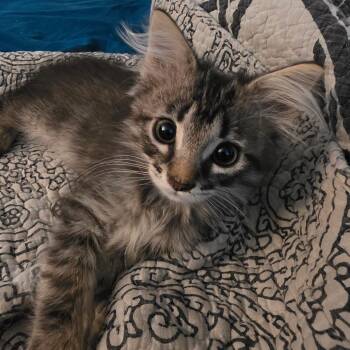 Cinnamon Toast Crunch -  Domestic Short Hair Cat for Adoption in Grantsville, Utah - Cinnamon Toast Crunch | PetCurious