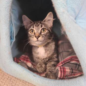 Pepper -  Domestic Short Hair Cat for Adoption in Westhampton, New York - Pepper | PetCurious