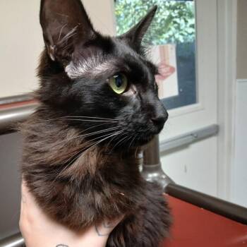 Onyx -  Oriental Short Hair Cat for Adoption in Blue Ridge, Georgia - Onyx | PetCurious