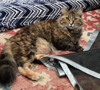 Domestic Long Hair and Maine Coon Cats Available for Adoption in San Jose, California - Fiona | PetCurious