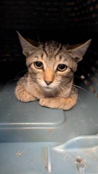 Gato -  Domestic Short Hair Cat for Adoption in Evansville, Indiana - Gato | PetCurious