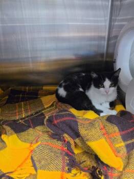 Percy -  Domestic Short Hair Cat Available for Adoption in Cleveland, Tennessee - Percy | PetCurious