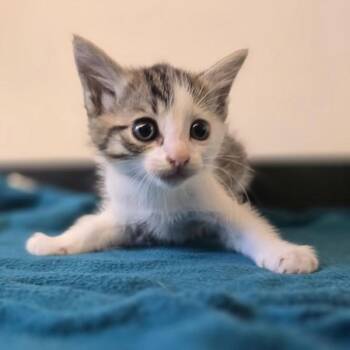 Walnut -  Domestic Short Hair Cat for Adoption in Oakland, California - Walnut | PetCurious