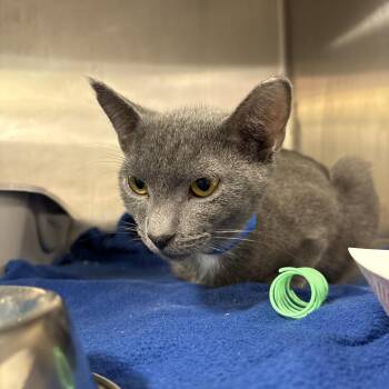 Dax -  Domestic Short Hair Cat for Adoption in Fairport, New York - Dax | PetCurious