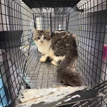 TUSC-Wildlife-84833 -  Domestic Short Hair Cat for Adoption in Tuscaloosa, Alabama - TUSC-Wildlife-84833 | PetCurious