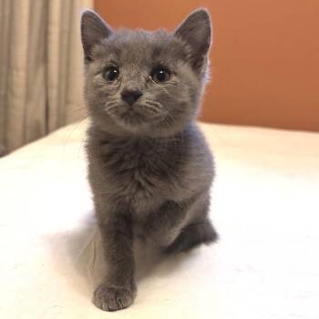 Bulgari -  Russian Blue Cat for Adoption in Chattanooga, Tennessee - Bulgari | PetCurious