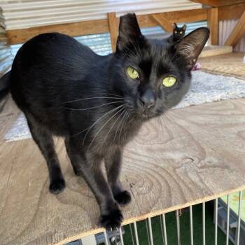 Rescue Domestic Short Hair Cats for Adoption in San Pablo, California - Mason | PetCurious