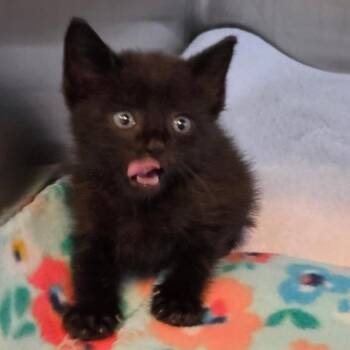 Lincoln -  Domestic Short Hair Cat for Adoption in Rocky Mount, Virginia - Lincoln | PetCurious