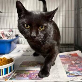 Marie Antoinette -  Domestic Short Hair Cat for Adoption in Washington, District Of Columbia - Marie Antoinette | PetCurious
