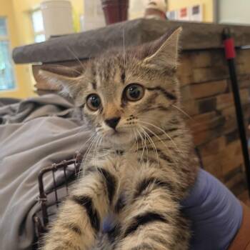 Mars -  Domestic Short Hair Cat for Adoption in Lynchburg, Virginia - Mars | PetCurious