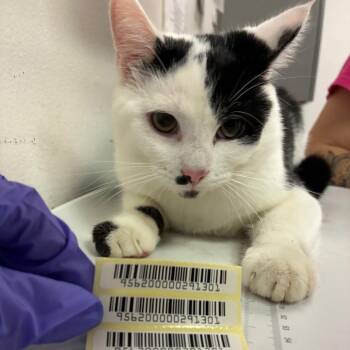 Pocus -  Domestic Medium Hair Cat for Adoption in Charleston, West Virginia - Pocus | PetCurious
