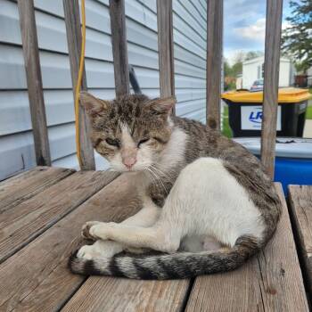 Domestic Short Hair Cats Available for Adoption in Rochester, Minnesota - Found In Southern Hills Mobile Home Park, Stewartville MN | PetCurious