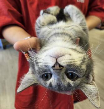 Louie -  Tabby Cat for Adoption in South Elgin, Illinois - Louie | PetCurious