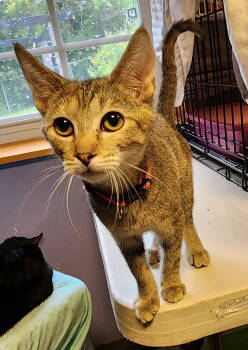Rescue Domestic Short Hair Cats for Adoption in Crossville, Tennessee - Spunky | PetCurious