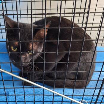 Clyde -  Domestic Short Hair Cat for Adoption in Montgomery, Alabama - Clyde | PetCurious