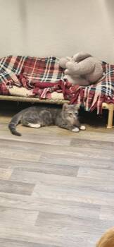 Kitten 27982(Stu) -  Tabby Cat for Adoption in Parlier, California - Kitten 27982(Stu) | PetCurious