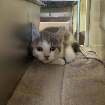 Rotisserie -  Domestic Short Hair Cat for Adoption in West Olive, Michigan - Rotisserie | PetCurious