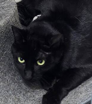 Domestic Short Hair Cats Available for Adoption - Midnight | PetCurious