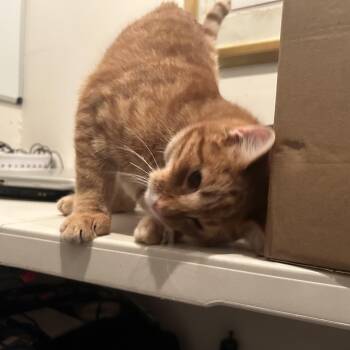 Rescue Tabby Cats for Adoption - PUMPKIN | PetCurious