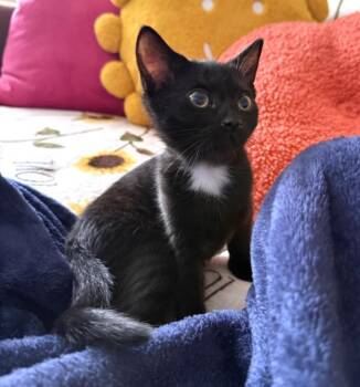 SIERRA MIST -  Domestic Short Hair Cat for Adoption in Burbank, California - SIERRA MIST | PetCurious
