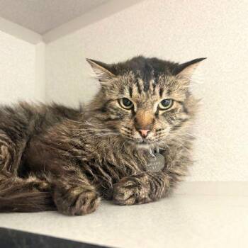 CHARLES -  Domestic Medium Hair Cat for Adoption in Aurora, Colorado - CHARLES | PetCurious